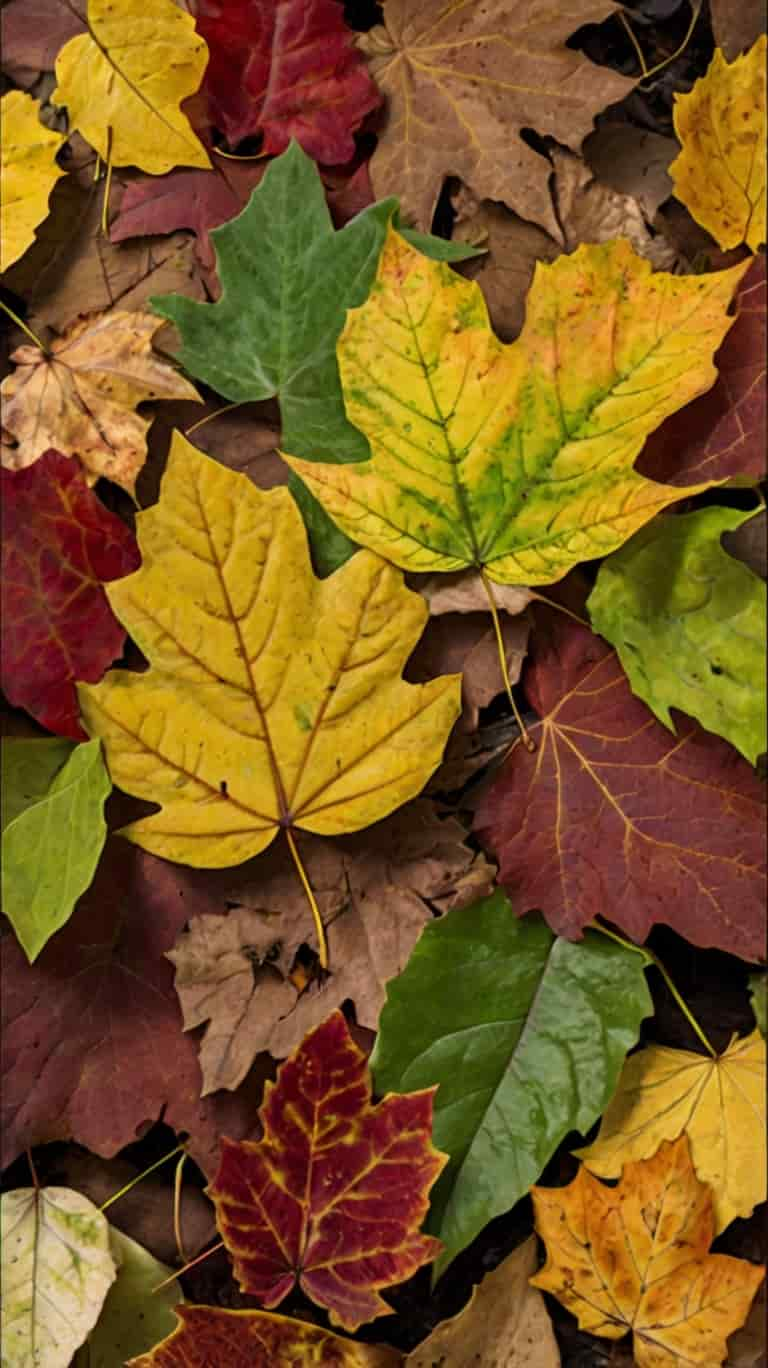 Create a Fall Foliage Tablescape